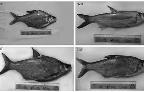 开云体育运营团队-S%wM鳊谨爿